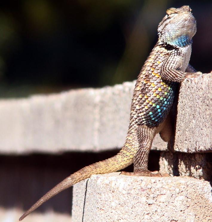 Lizard